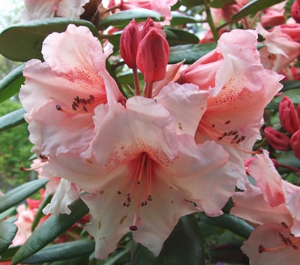 Różanecznik (Rhododendron) Virginia Richards
